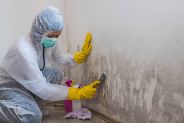 Best Crawl Space Mold Remediation  in Lockwood, MO
